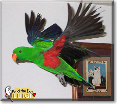 Luigi, the Pet of the Day