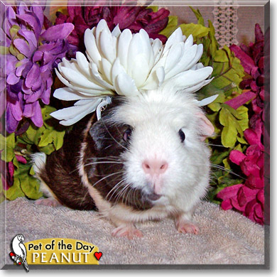 Peanut, the Pet of the Day