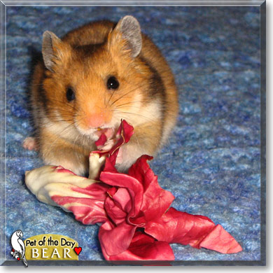 Bear, the Pet of the Day Bear, the Pet of the Day