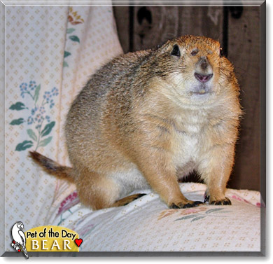 Bear, the Pet of the Day