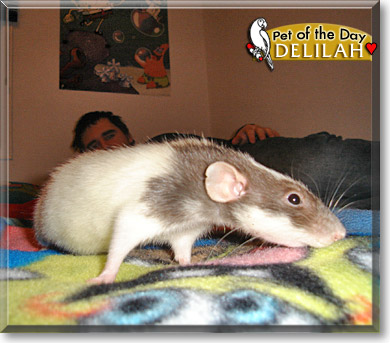 Delilah, the Pet of the Day Delilah, the Pet of the Day