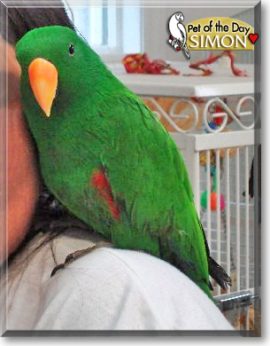 Simon, the Pet of the Day Simon, the Pet of the Day