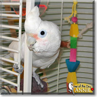 Maisy, the Pet of the Day Annie, the Pet of the Day