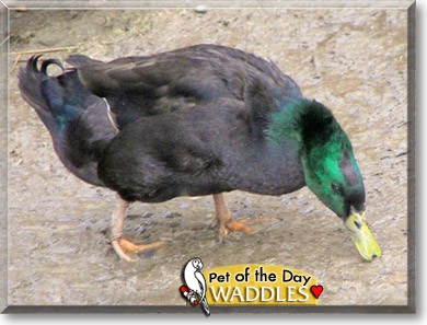 Waddles, the Pet of the Day
