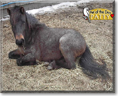 Patty, the Pet of the Day Patty, the Pet of the Day