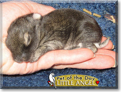 Little Angel, the Pet of the Day Little Angel, the Pet of the Day