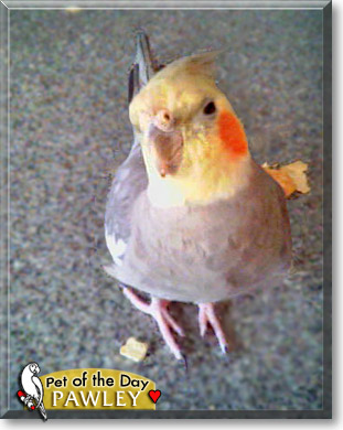 Pawley, the Pet of the Day Pawley, the Pet of the Day
