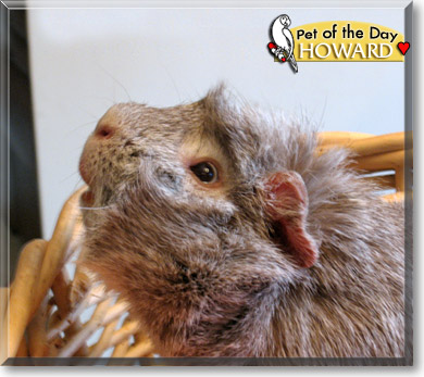 Howard, the Pet of the Day Howard, the Pet of the Day