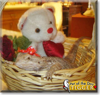 Tigger, the Pet of the Day Tigger, the Pet of the Day