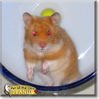 Peanut, the Pet of the Day Peanut, the Pet of the Day