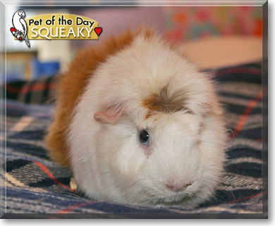 Squeaky, the Pet of the Day Squeaky, the Pet of the Day
