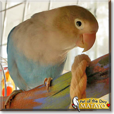 Matayo, the Pet of the Day Matayo, the Pet of the Day