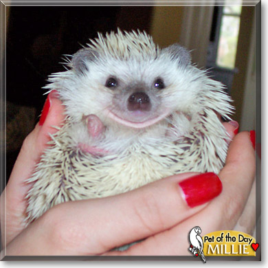 Millie, the Pet of the Day