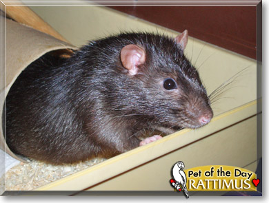 Rattimus, the Pet of the Day