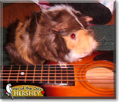 Hershey, the Pet of the Day