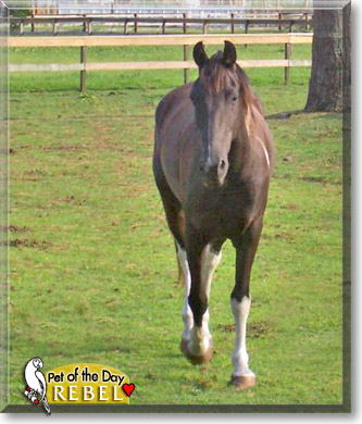Rebel, the Pet of the Day Rebel, the Pet of the Day