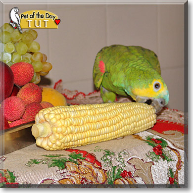 Tut, the Pet of the Day