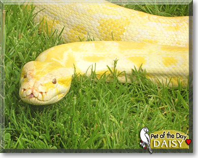 Daisy, the Pet of the Day Daisy, the Pet of the Day