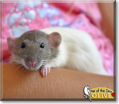 Olive, the Pet of the Day Olive, the Pet of the Day