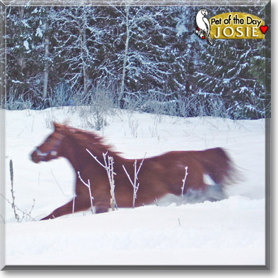 Josie, the Pet of the Day