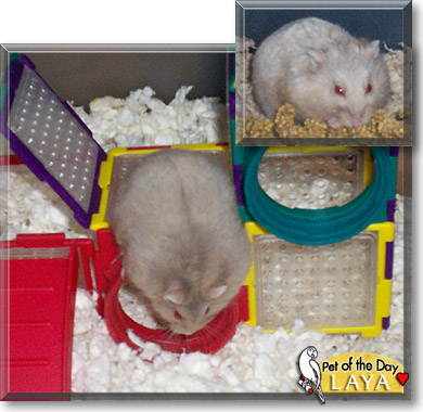 Laya, the Pet of the Day Laya, the Pet of the Day