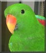 Luigi the Red Sided Eclectus