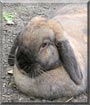 Flower the Mini lop rabbit