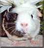 Peanut the Guinea Pig
