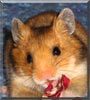 Bear the Syrian Hamster