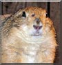 Bear the Prairie Dog