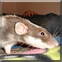 Delilah the Rat