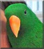 Simon the Solomon Island Eclectus