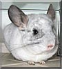 Maisy the Chinchilla
