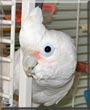 Annie the Goffin Cockatoo