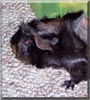 Patches the Guinea Pig