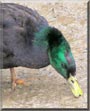 Waddles the Cayuga Duck