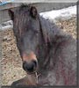 Patty the Shetland pony