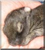 Little Angel the Lionhead Bunny