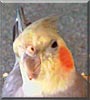 Pawley the Cockatiel