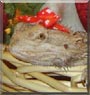Tigger the Bearded Dragon
