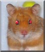 Peanut the Honey Syrian Hamster