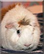 Squeaky the Guinea Pig