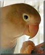 Matayo the Lovebird, Blue Finch
