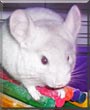 Muffin the White Chinchilla