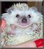 Millie the Africa Pygmy Hedgehog