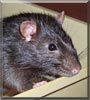 Rattimus the Rat