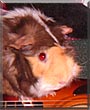 Hershey the Abyssinian Guinea Pig