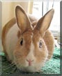Butterscotch the Rabbit