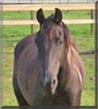 Rebel the Spotted Saddle Horse
