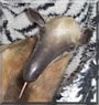 Pua the Tamandua anteater
